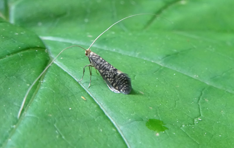 Nematopogon robertella - Adelidae